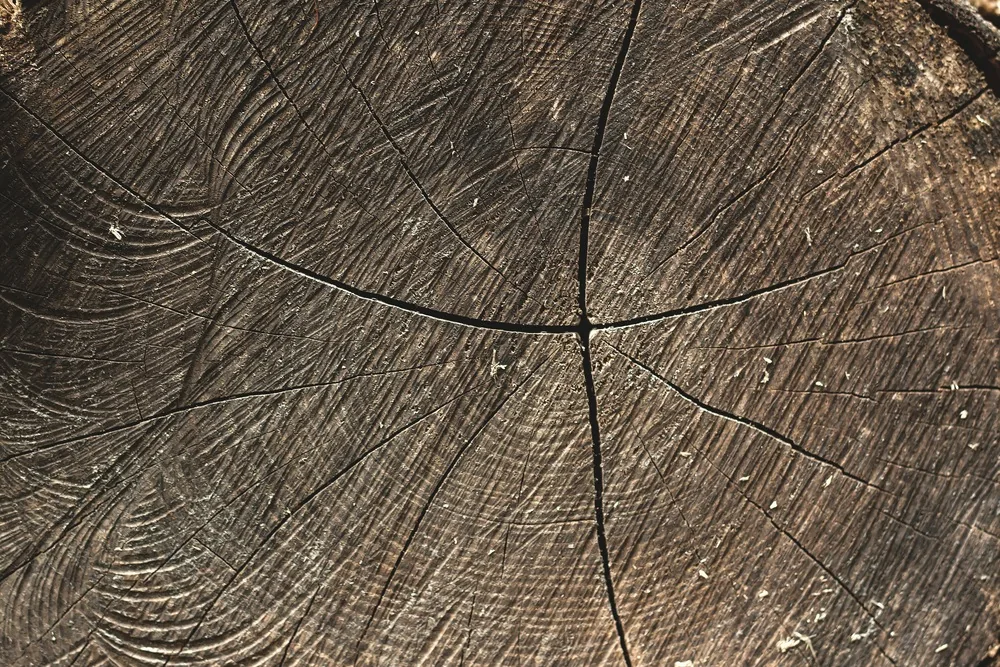 Cross-section of old wood, rings and cracks